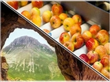 برنامه‌ریزی مدون دولت سیزدهم برای پیشرفت اقتصادی مراغه